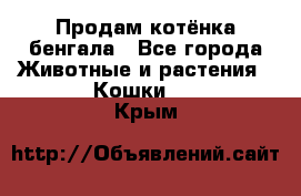 Продам котёнка бенгала - Все города Животные и растения » Кошки   . Крым